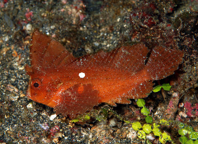 Ablabys macracanthus (Pesce vespa spinoso)